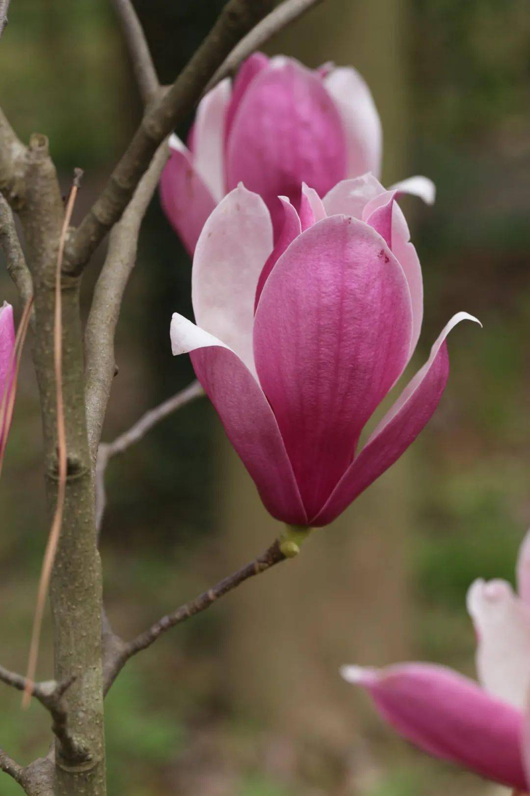 二乔玉兰品种红运玉兰飞黄玉兰yulania denudata feihuang我国木兰