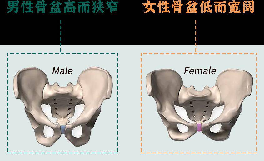 男生骨盆高,髂嵴就高,跟髂嵴长在同一高度的肚脐,可不也就高了么!