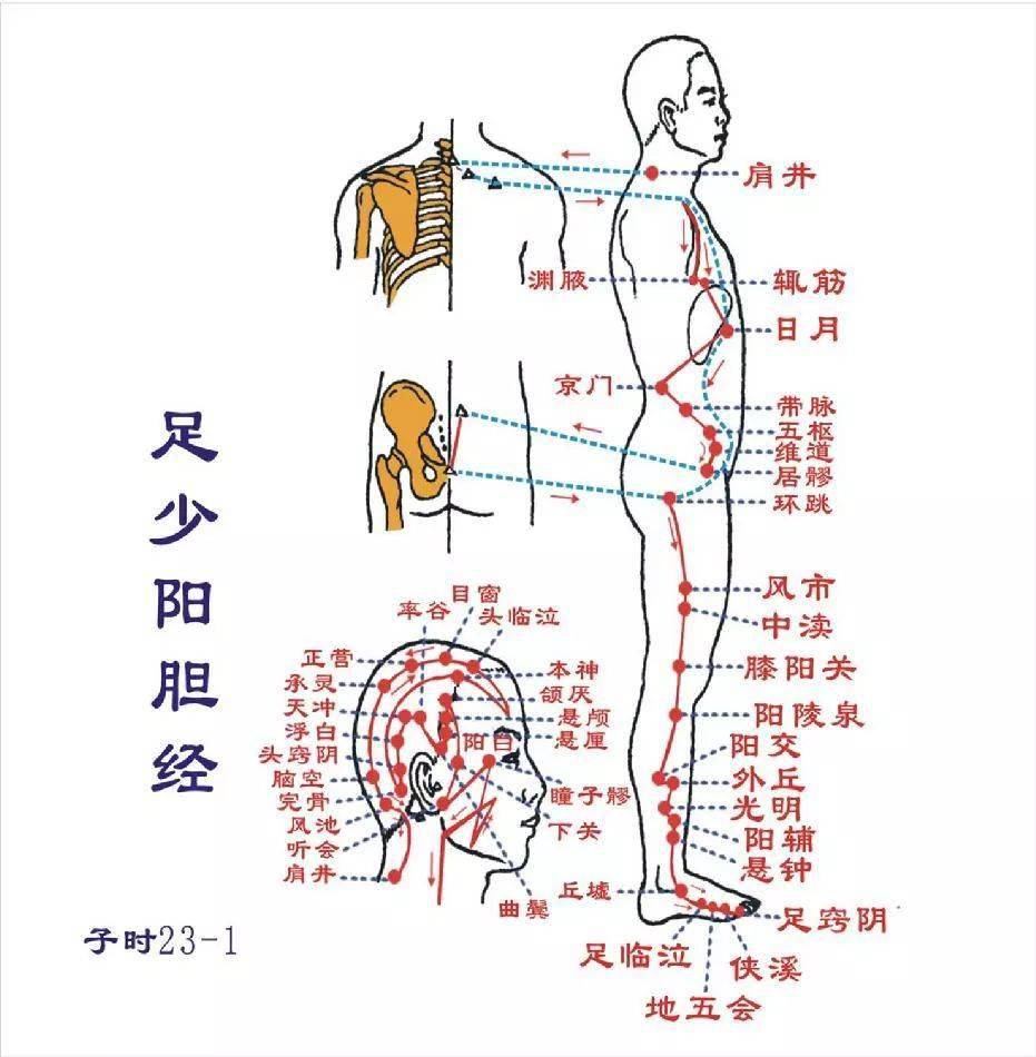 肾经脾经肝经的经络图图片