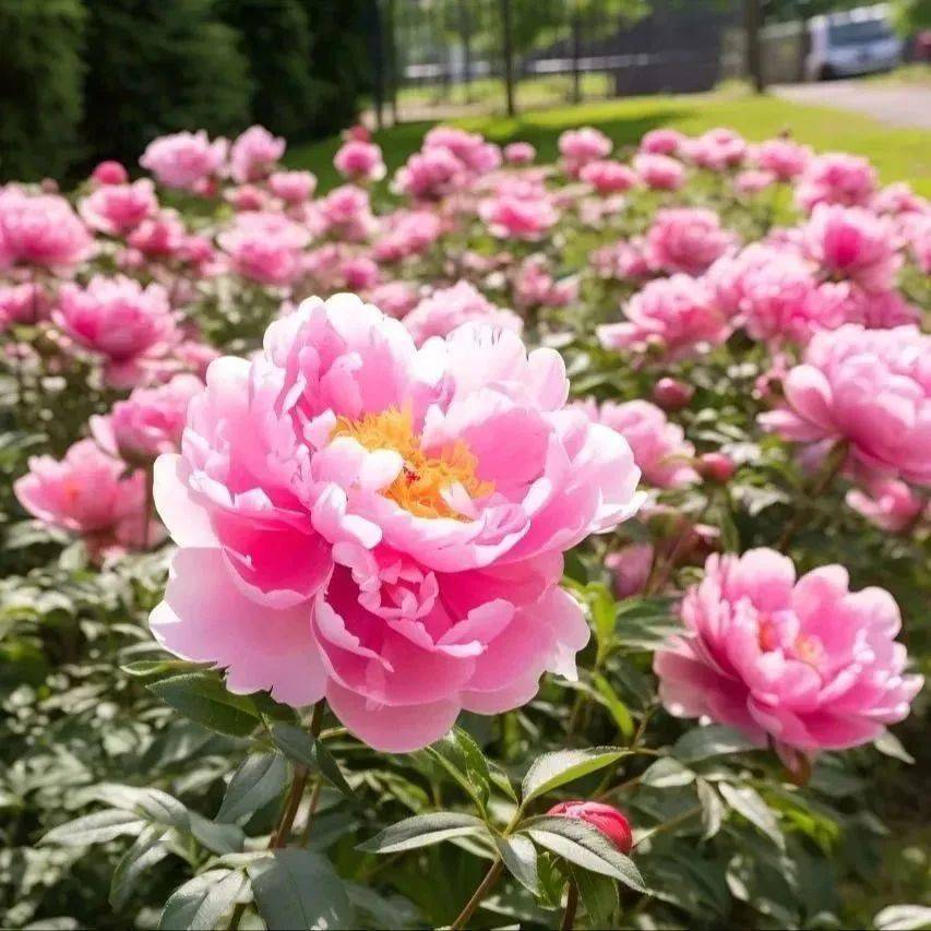 城京动节时开花色国真丹牡有唯因为洛阳牡丹种植面积大