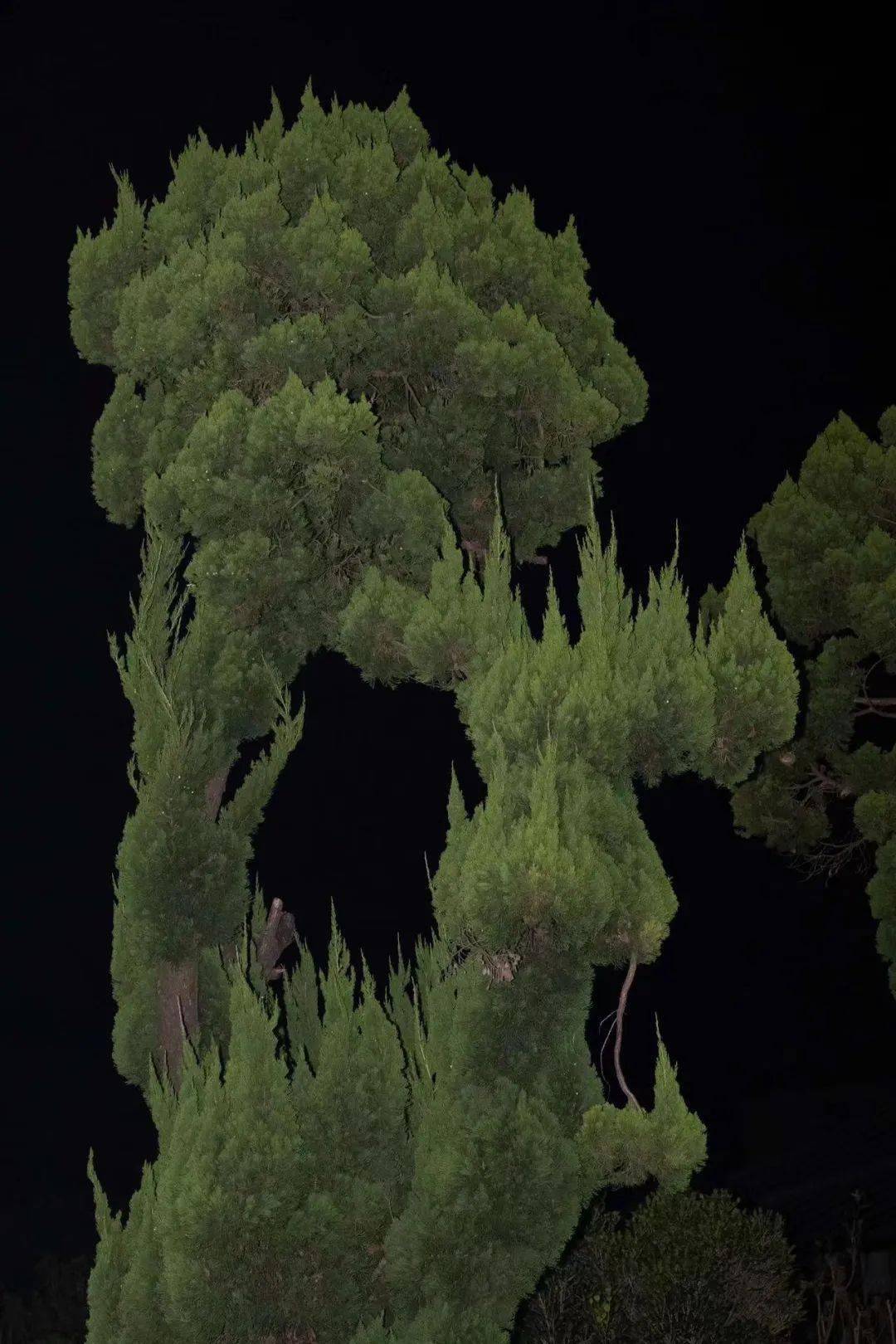 古路摄影:一次摄影与文学的寻觅之旅_植物_路线_天德