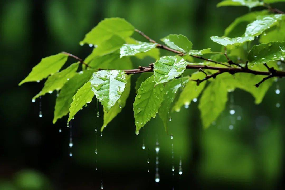 春雨电脑壁纸图片