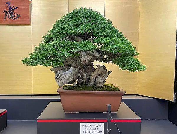 赤松 大品盆栽 樹齢50年の一点物盆栽を販売｜盆栽妙 – 盆栽妙 本店