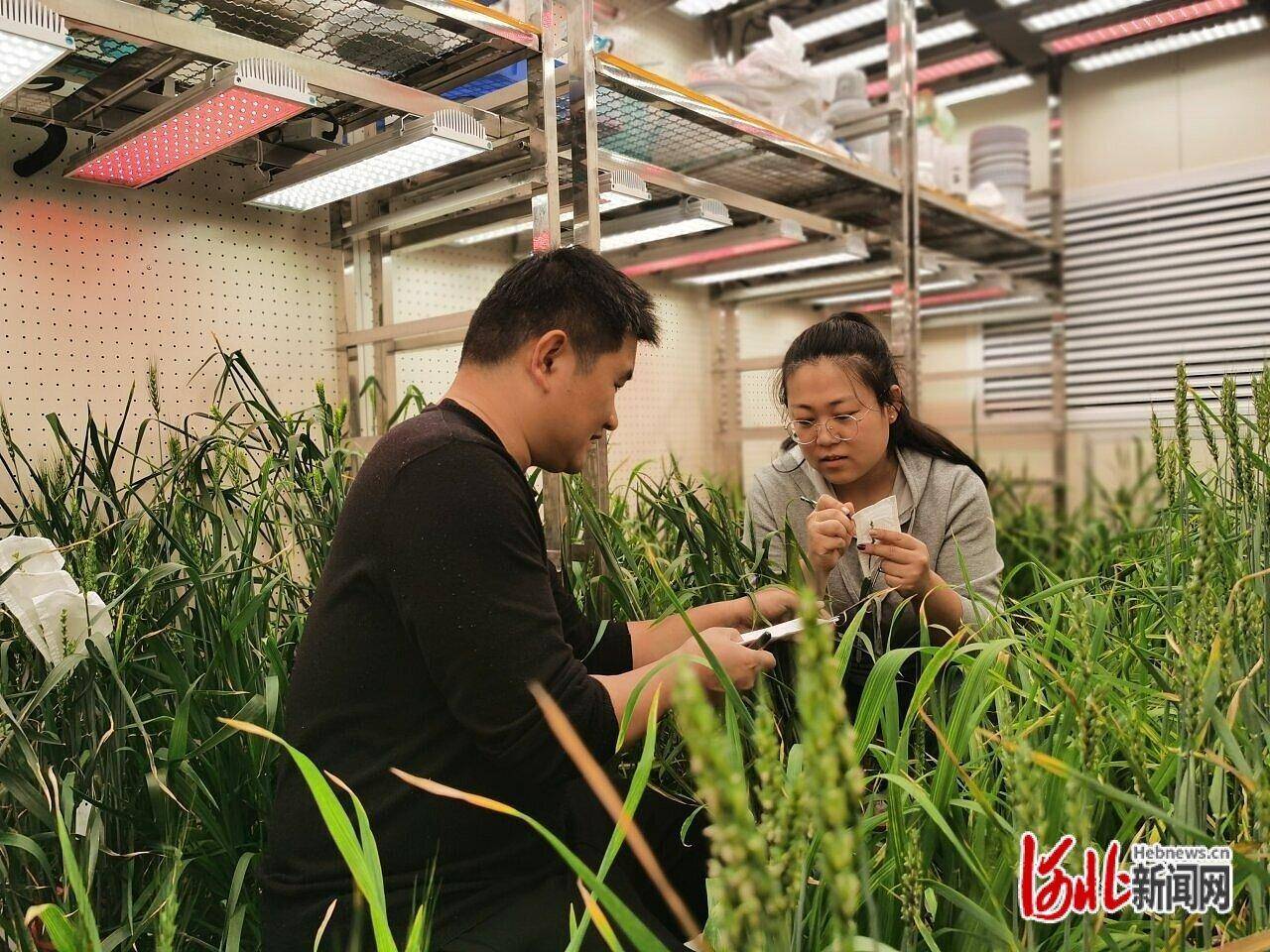新春走基层|早春麦扬花 沧州市农林科学院旱碱麦育种不停歇_进行_气候