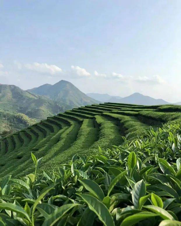 认证_茶叶_种植