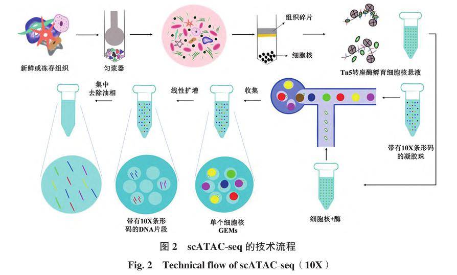 1 染色體開放性圖譜繪製3 scatac-seq 的應用2 scatac-seq 的數據分析