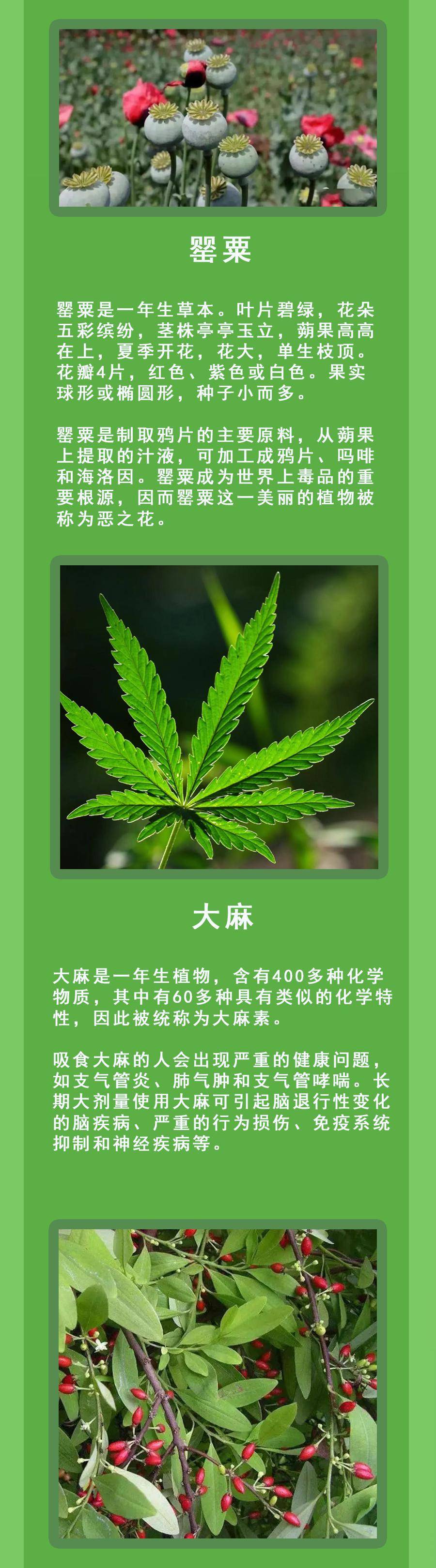 该如何辨别?常见的毒品原植物有哪些特征?