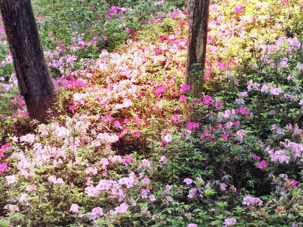 在最美花路邂逅春天,广州白云山麓湖景区杜鹃盛放_鸿鹄_主题_美景
