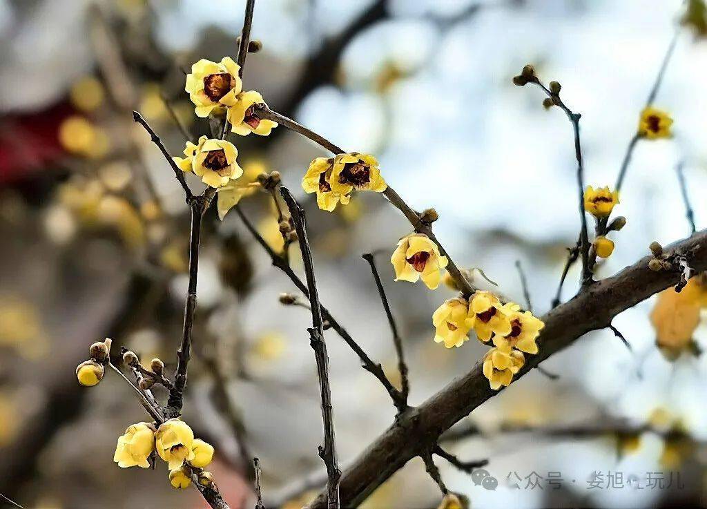 雪后故宫 蜡梅飘香_中国_香气_腊梅
