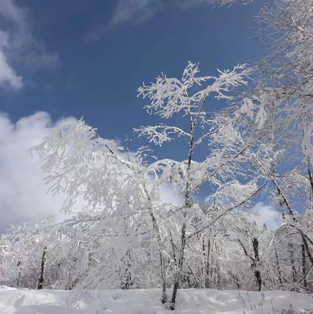 雪景雾凇云海齐上线携不舍的冬留下深刻的回忆趁周末一起嗨玩喇叭