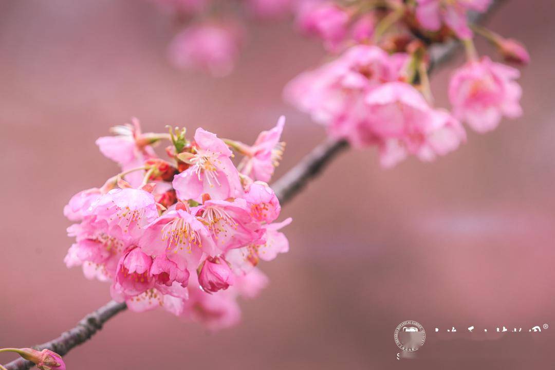 河津樱下周将迎来最佳观赏期_高速公路_速度_年份