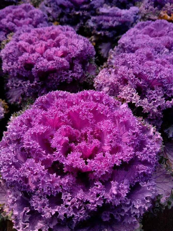 羽衣甘蓝醉花颜