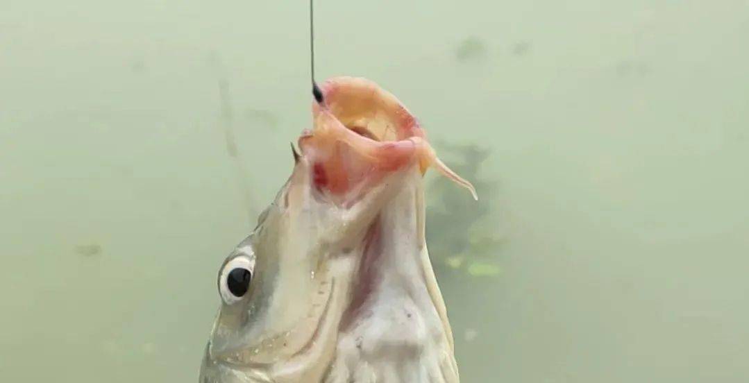 弄明白鲫鱼嘴巴的构造后,恍然大悟_个体_鲤鱼_管壁