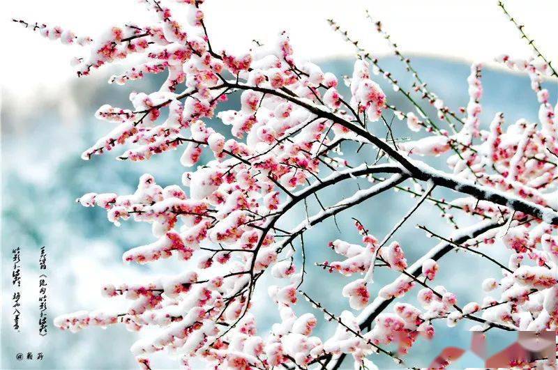 一年复始,万象更新,于此春木之气始至,东风蓄满了梅子色.