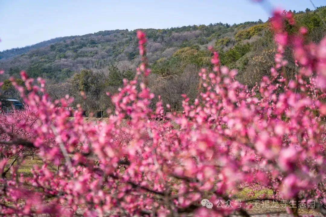 江南最佳赏梅圣地,现正是最佳观赏期_梅花_无锡_红梅