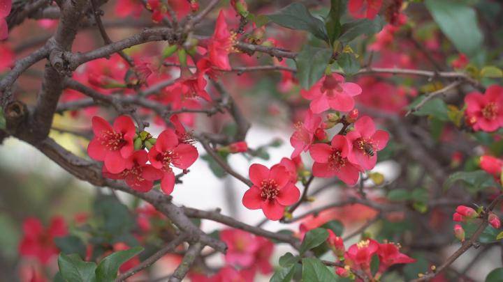 大足贴梗海棠怒放 春意盎然香满城