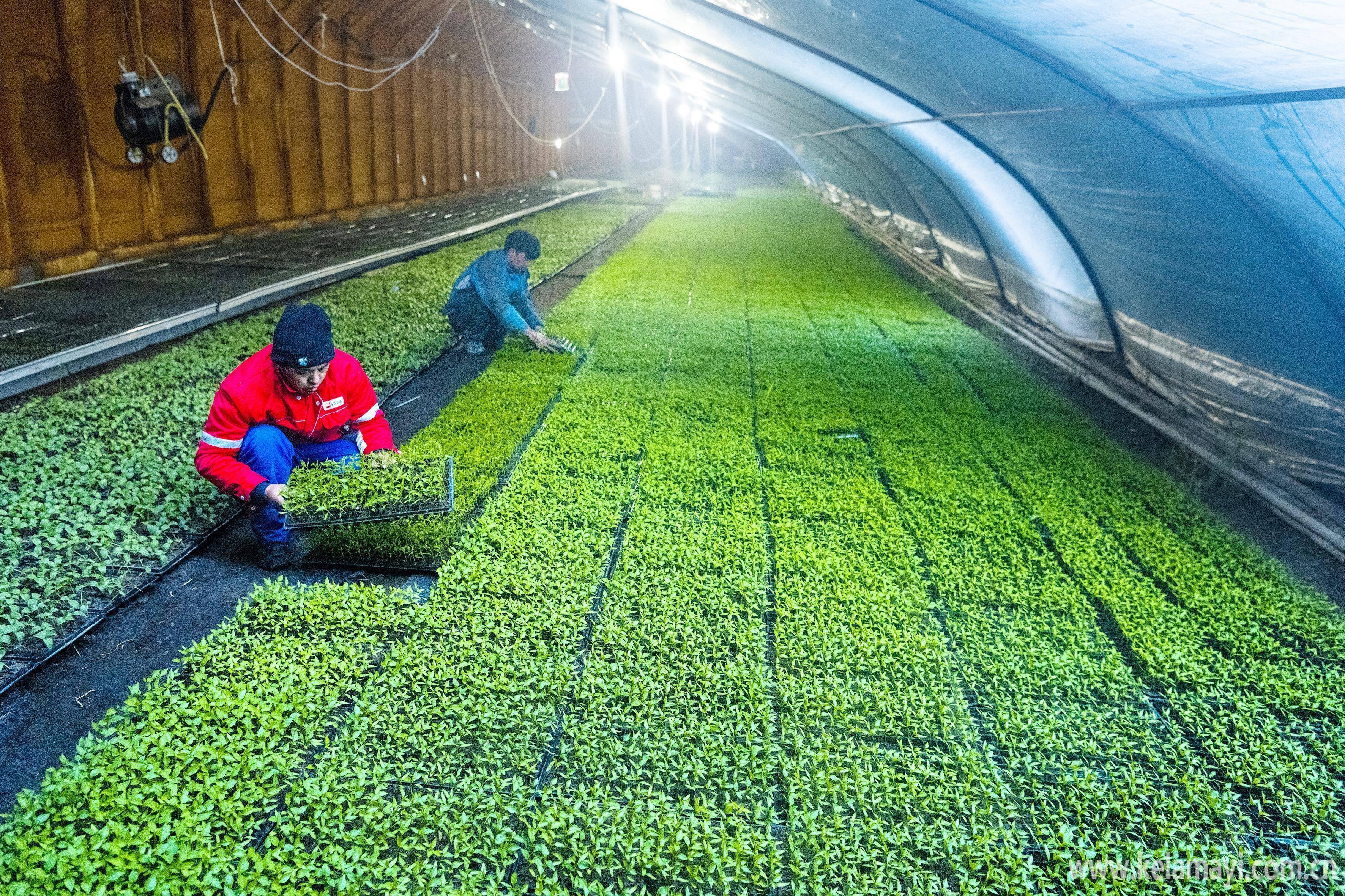 育苗管护工作 全面铺开_菜苗_蔬菜_永丰