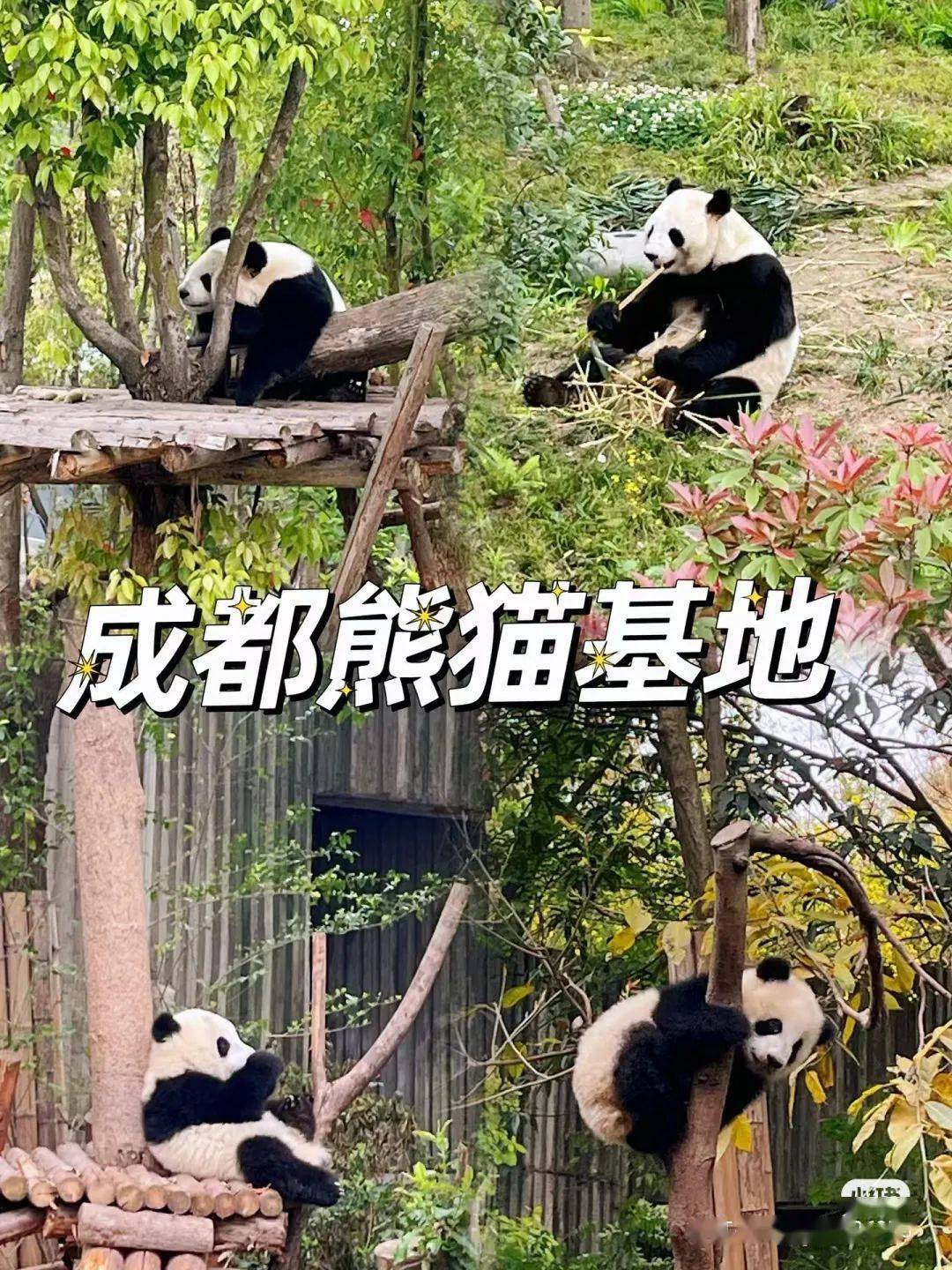 成都大熊猫基地全景图图片