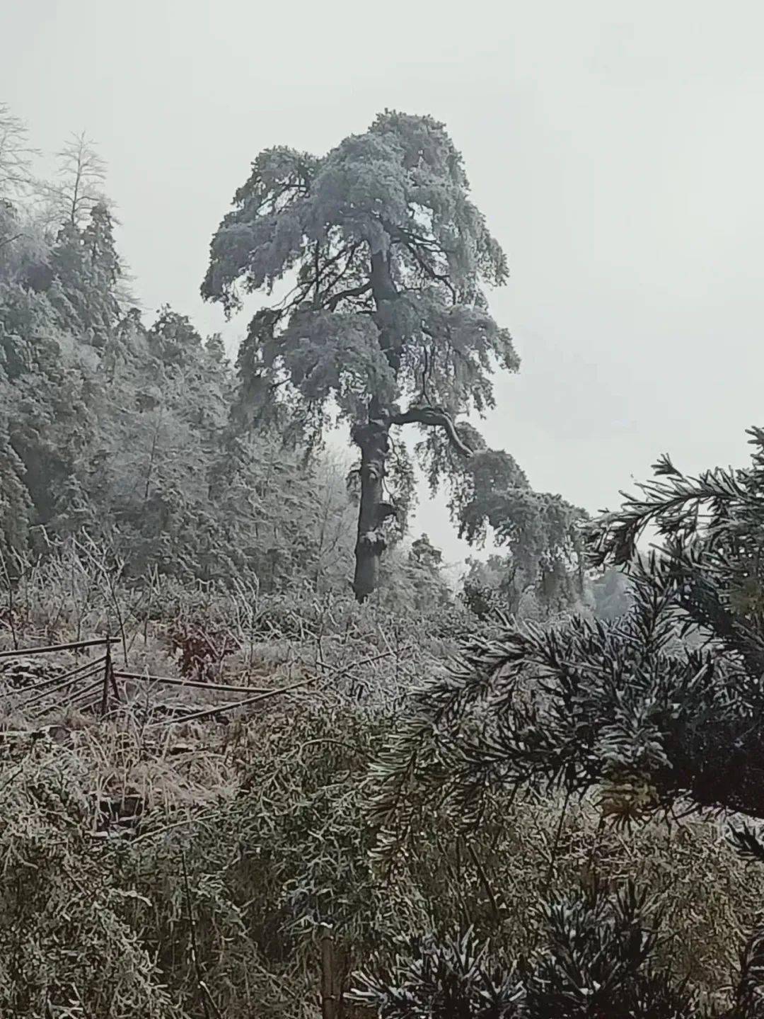 关于冻雨知识普及与安全提示_天气_温度_气温