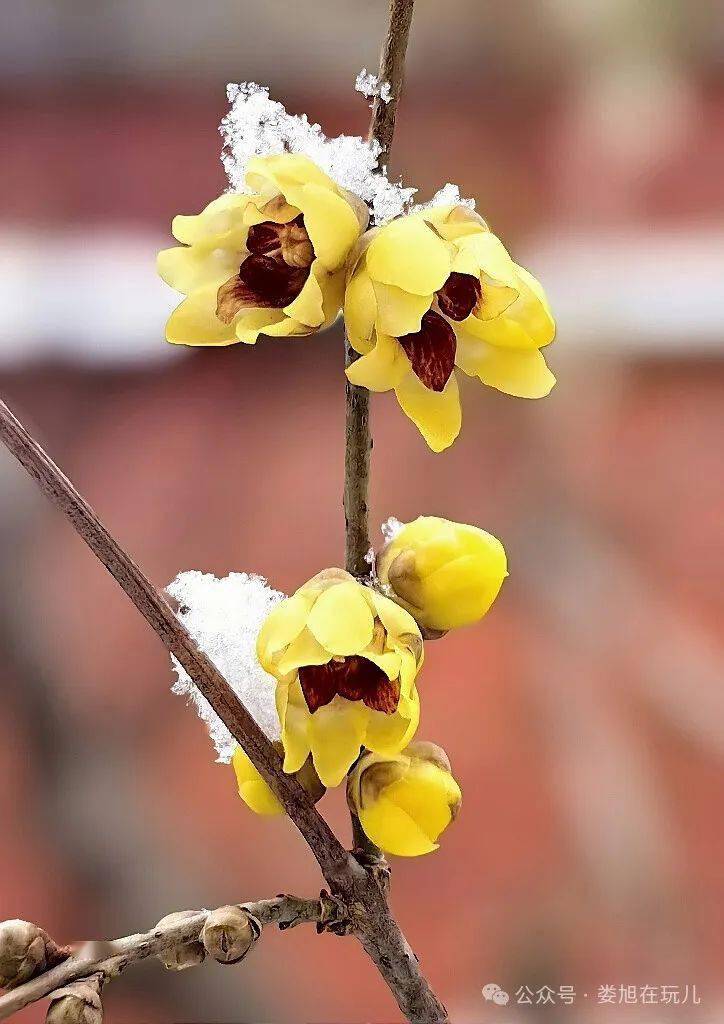 雪后故宫 蜡梅飘香