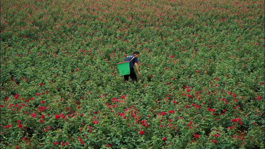 种植_资源_卢文