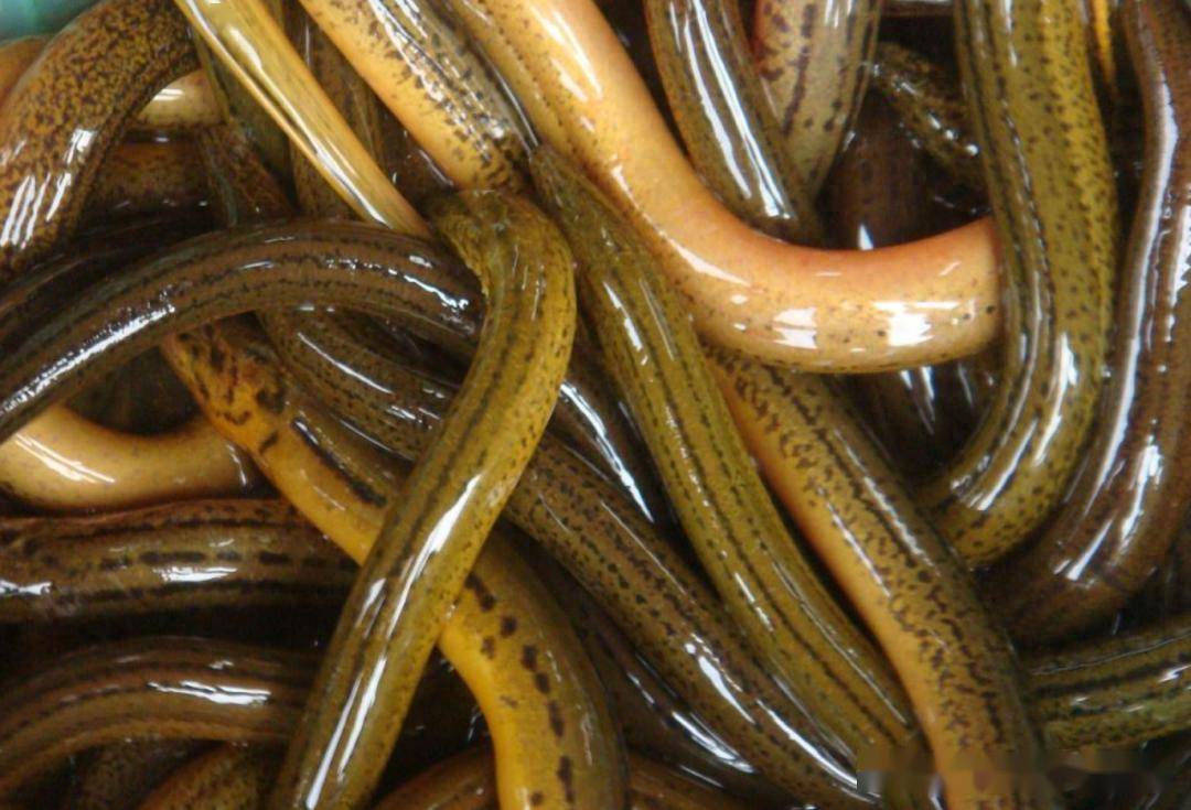 最近价格比较好的品种有鲤鱼和黄鳝,其中河南地区