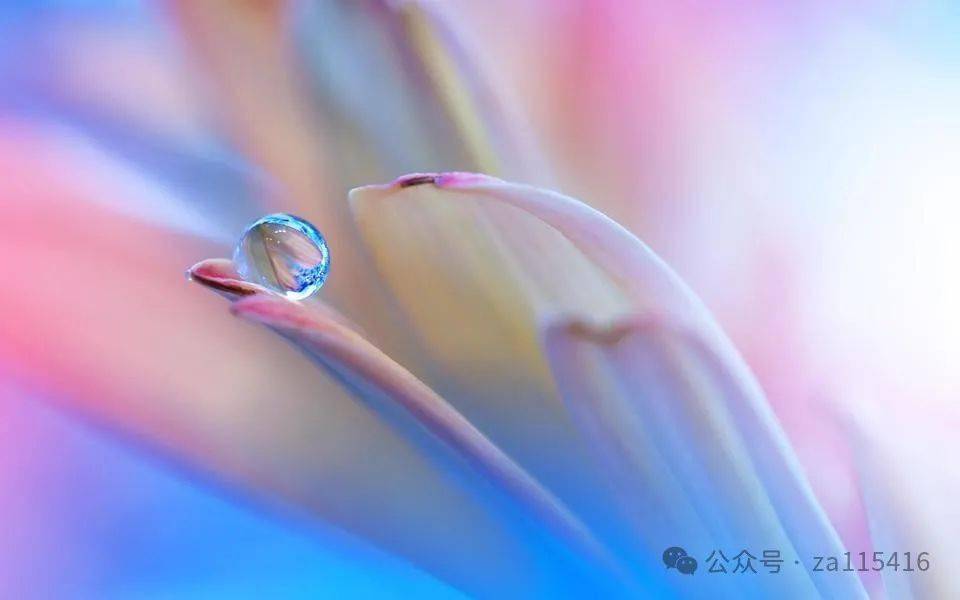 《中国爱情诗刊》(第2800期)海外诗人:诗梦的诗_春光_张起_雨水