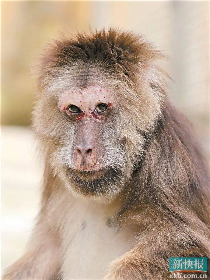 "如果不是爱动物的人,真的没办法工作下去"_救护_中心_救助