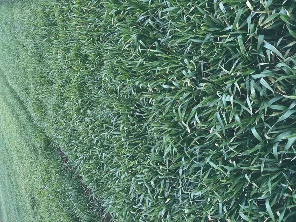 小麦追肥重在看苗施_麦苗_情况_笔者