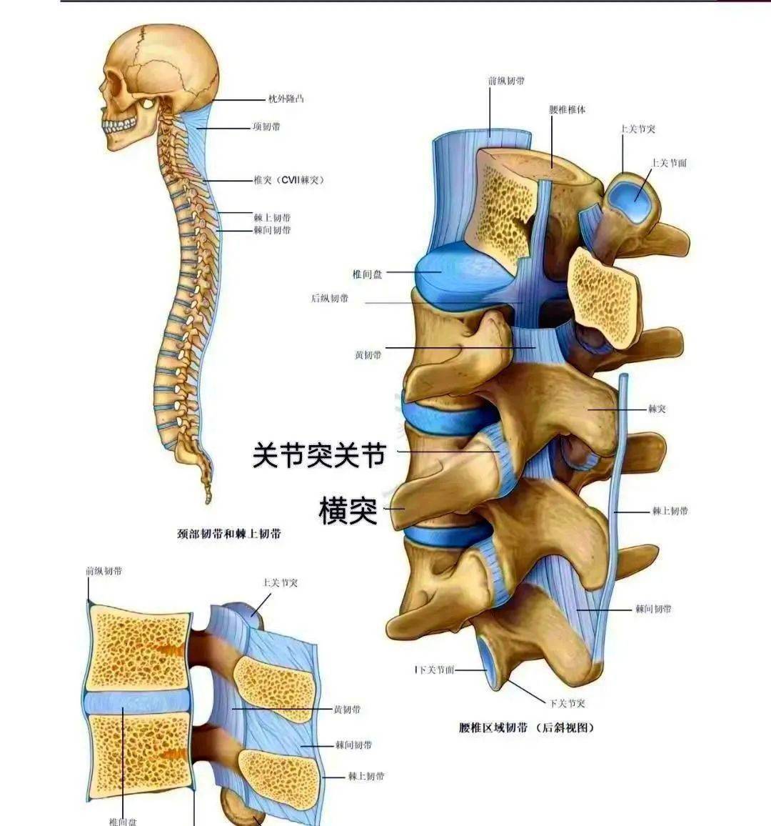 椎间孔的附属韧带椎间孔内的神经内容物 神经根,根动脉后方关节突前方