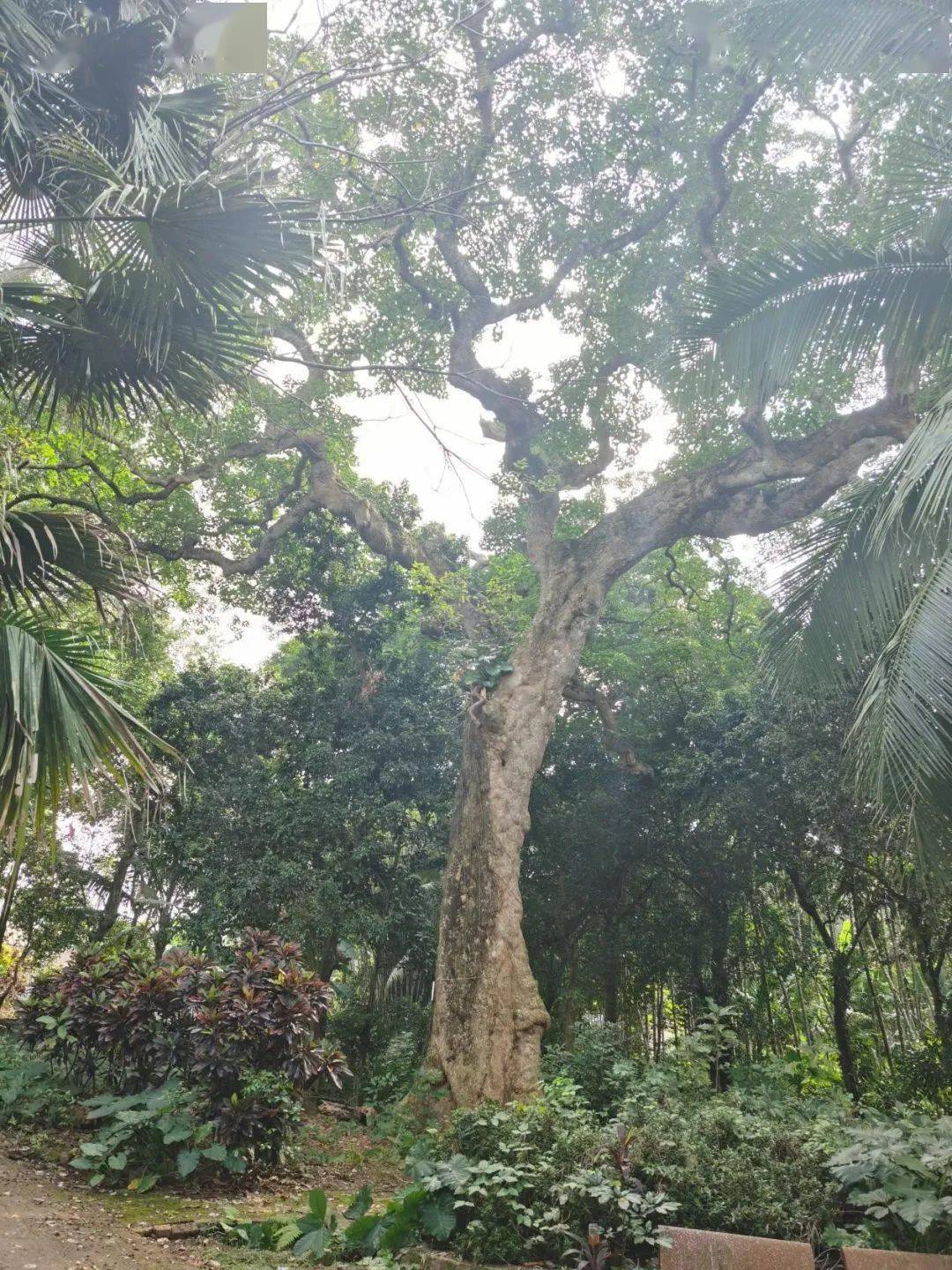 "文昌十大树王"是它们→_海南省_东路镇_胸围