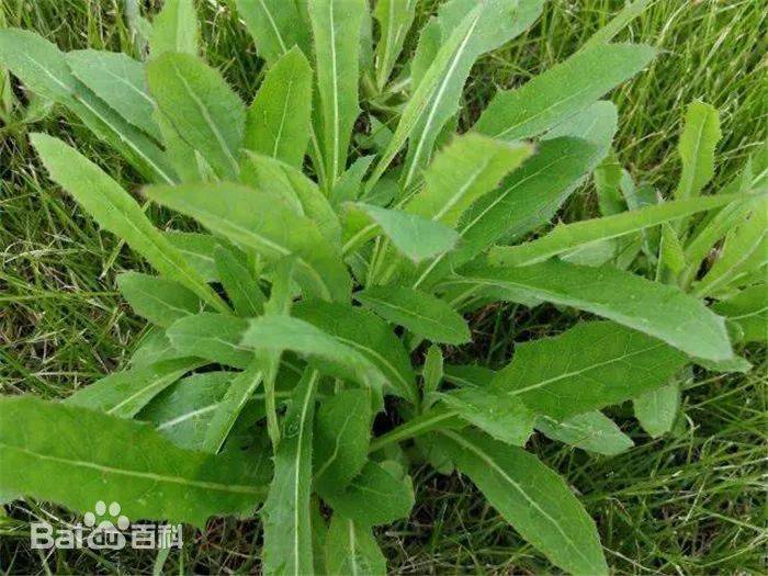 这种菜投入少,好管理!