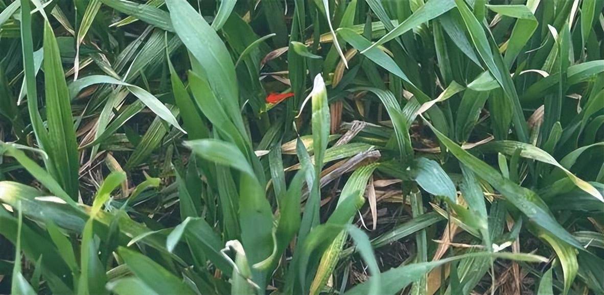 下图红箭头所指,倒数第二叶叶枕距如果小于倒数第三