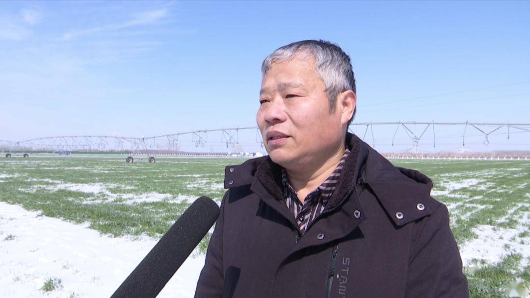 专家下田来"把麦" 科学防范保春耕_小麦_张明伟_埇桥区