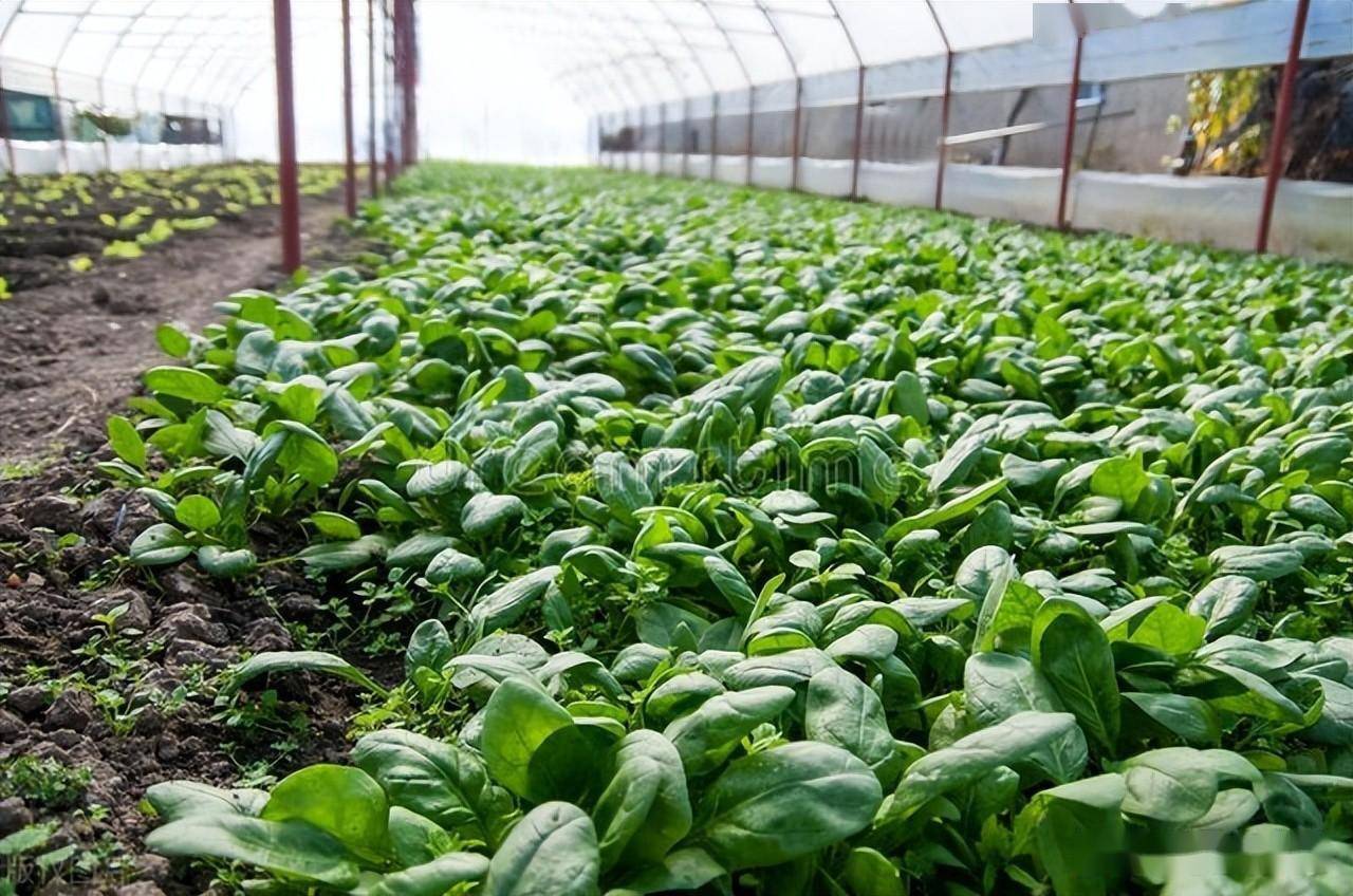 冬天田里种什么农作物_种植_蔬菜_是一种