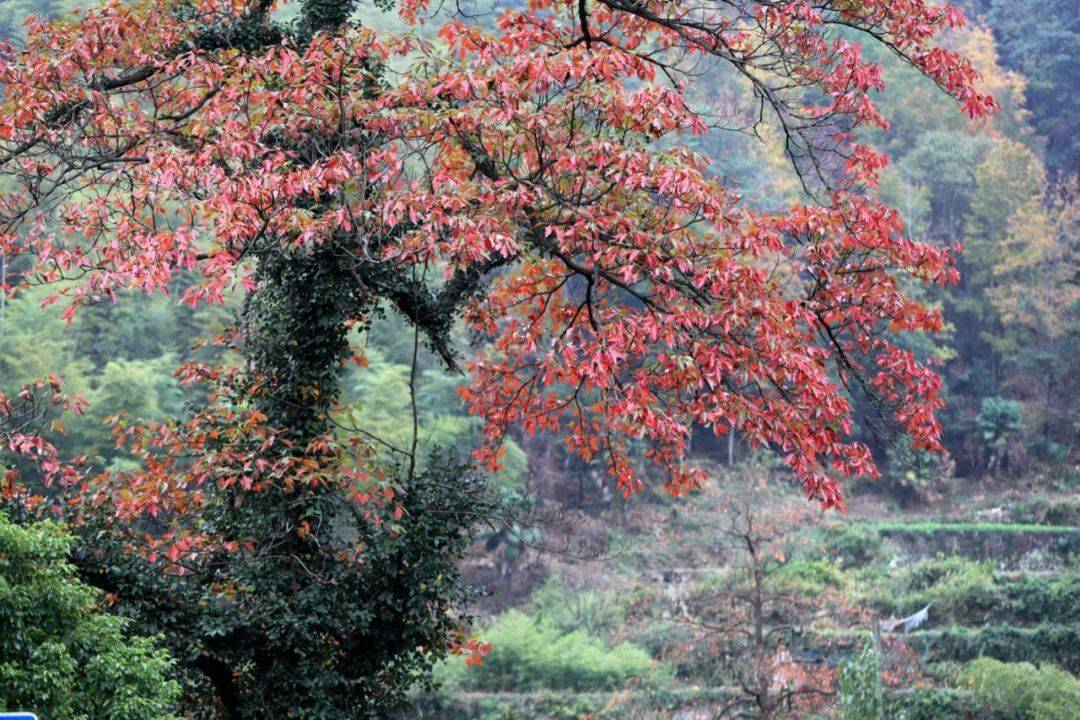 又有王实甫"晓来谁染霜林醉"的迷人,更有张昪"风物向秋潇洒"的清气