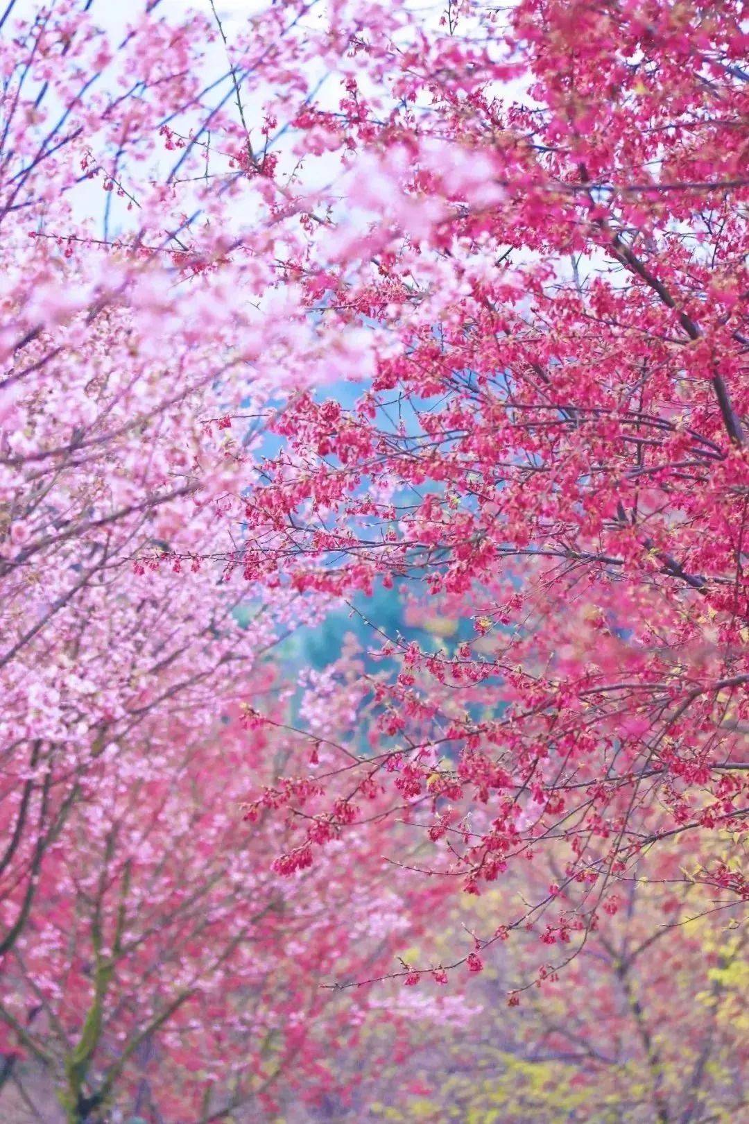 【国旅自组】67清远英德花之恋 —— 打卡   樱花茶园,油菜花,红旗