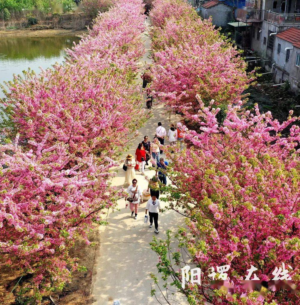 湿地樱花园是紫薇都市田园的二期重点建设项目,开建于2021年9月,规划