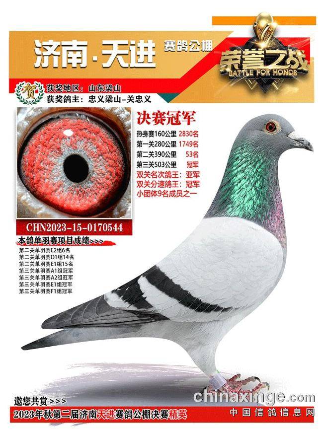 「鉴鸽」盘点山东秋棚万羽大赛 个性独特的冠军鸽欣赏_决赛_比赛_秋赛