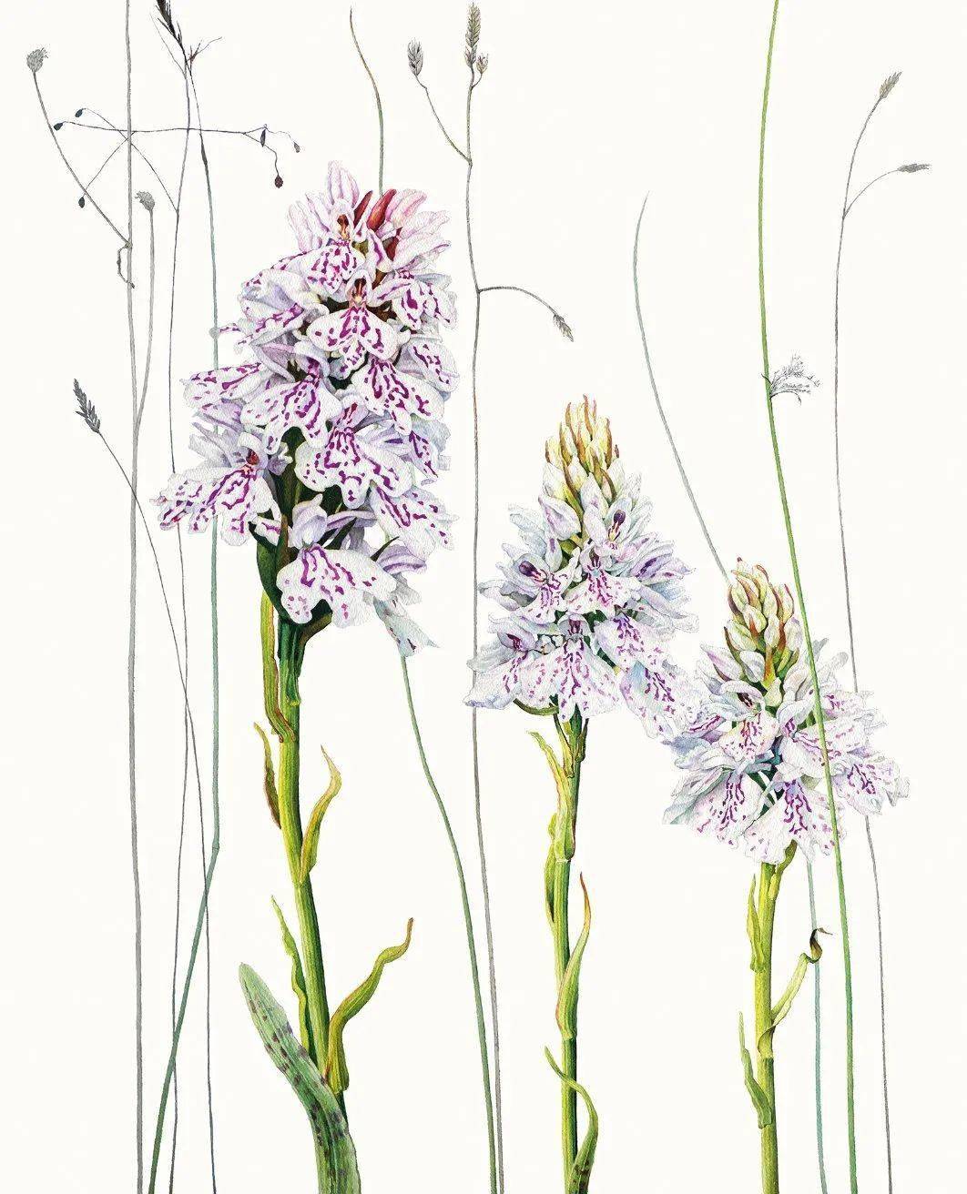 植物系水彩小插画~水彩植物图谱