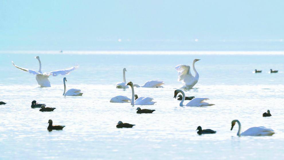 伴着冉冉升起的红日,水面上舞动的一只只大天鹅如水中仙子,身姿优雅