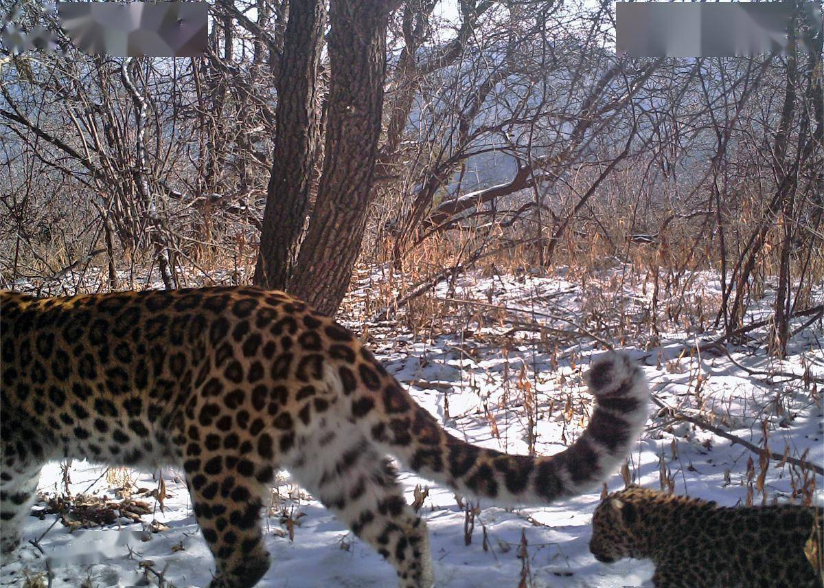 保护_种群_宋大昭