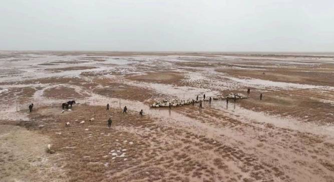 河水急速上涨羊群被困 消防用马和橡皮艇从沼泽中救出205只羊_救援