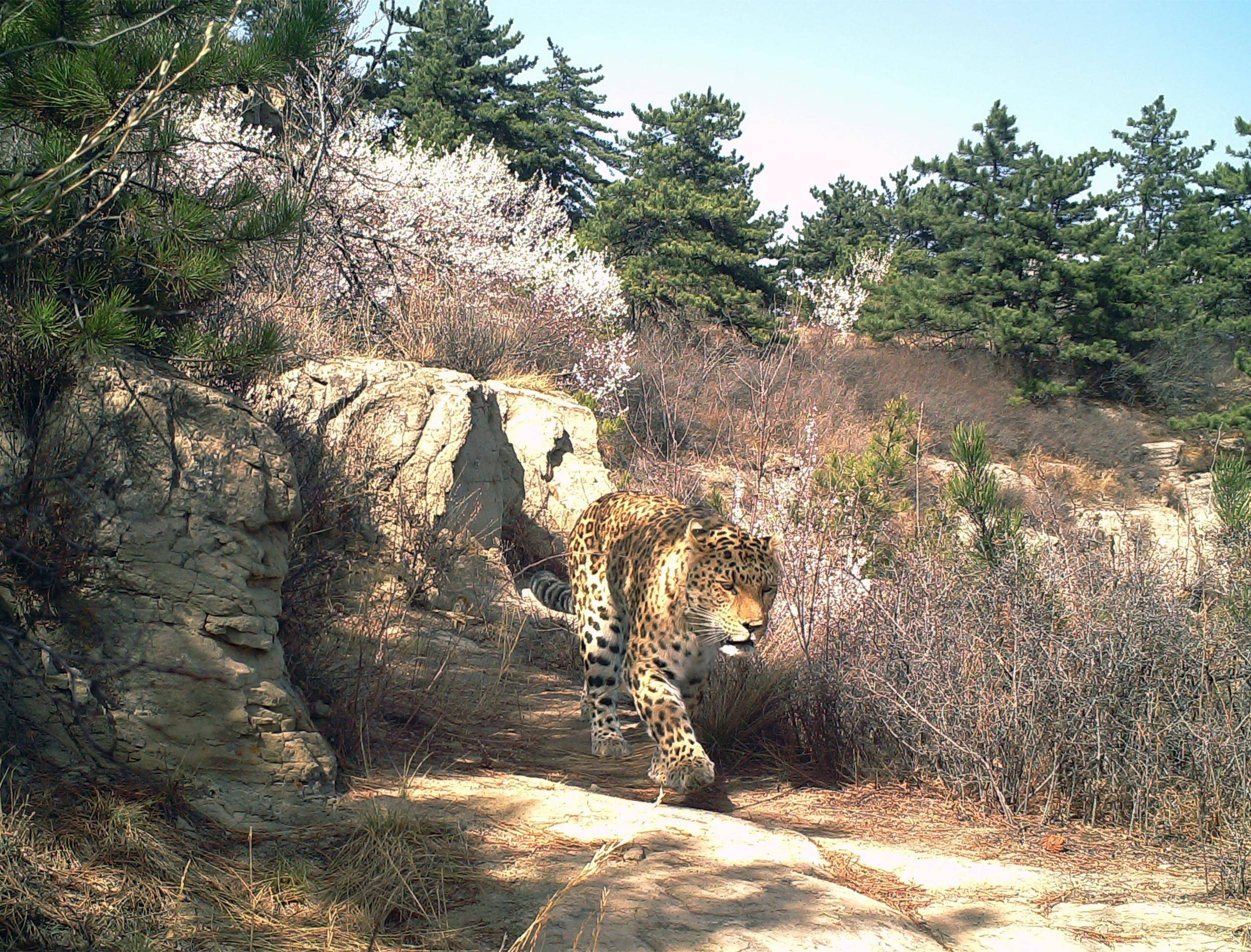 "消失"的华北豹何时"回家"?_保护_种群_宋大昭