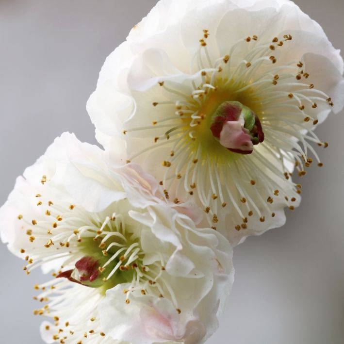 赏梅去_梅花正_品种繁多_特点