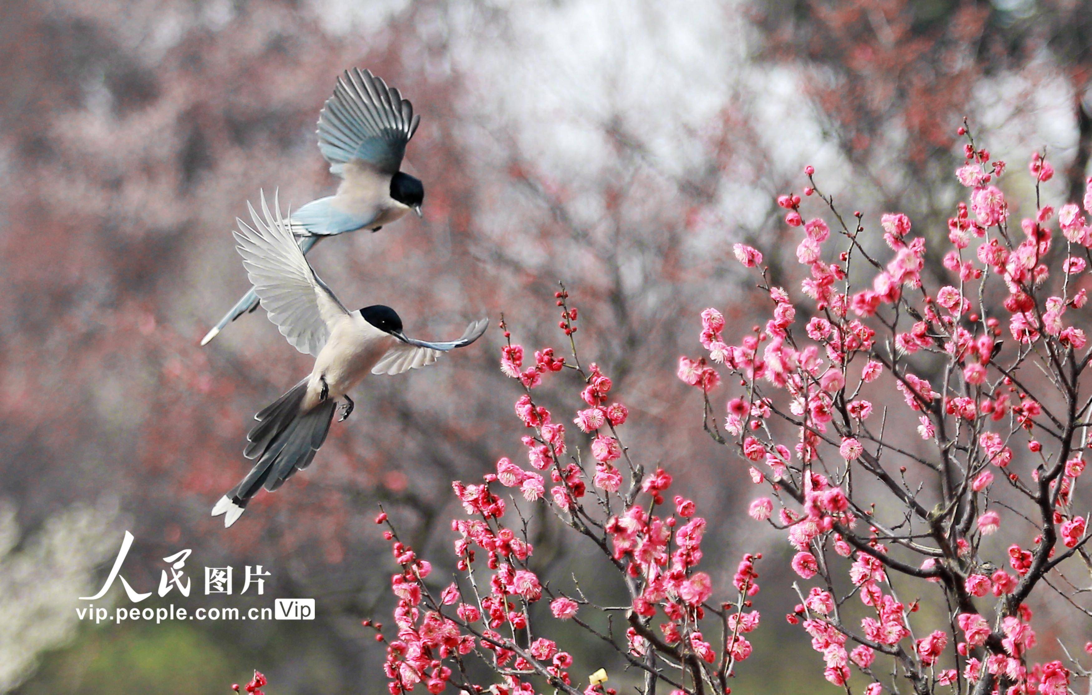 春天美景 鸟语花香图片