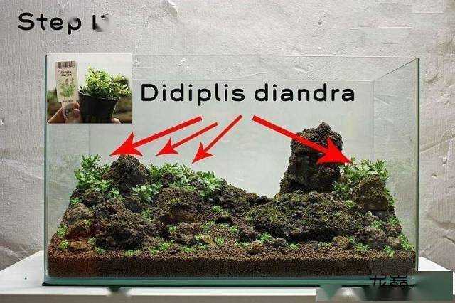 16在种植完水草后用喷水器喷水这是一个重要的步骤,在种植完水草后,用