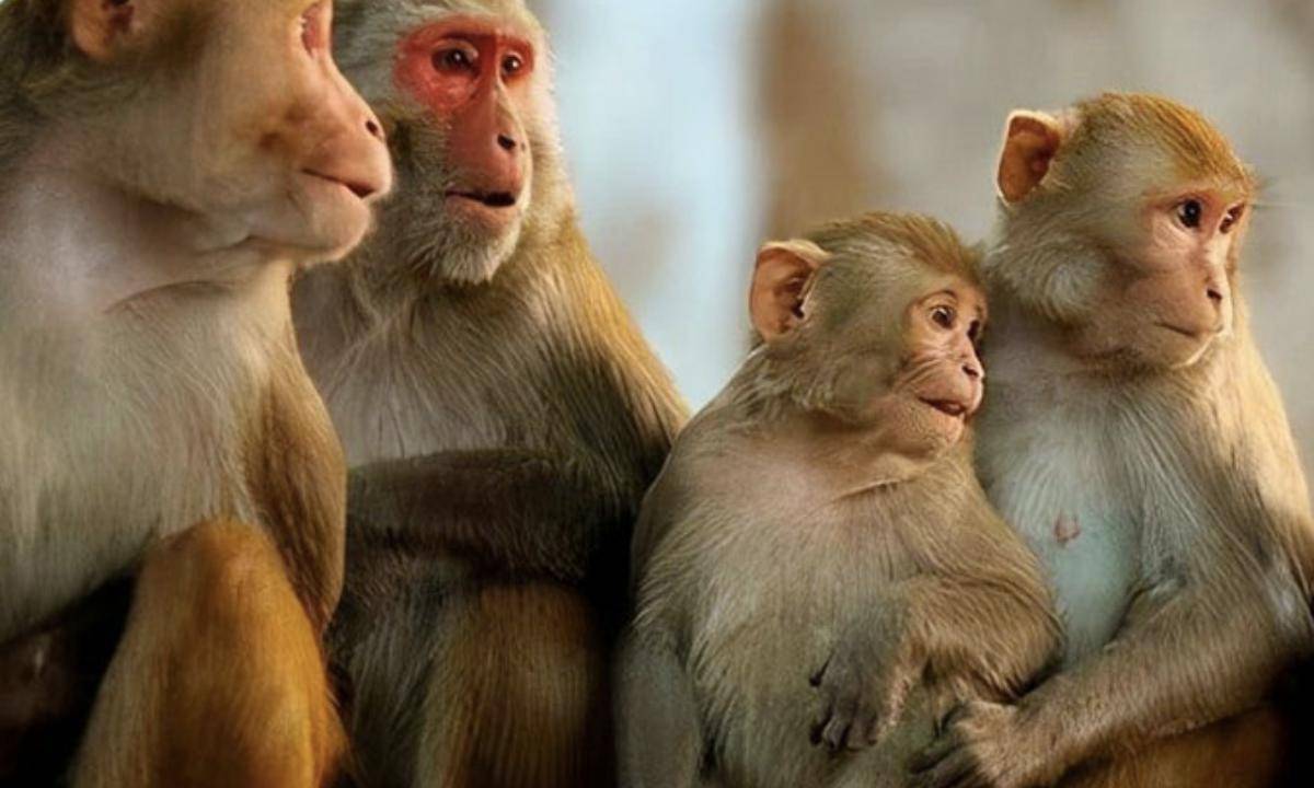 高瓴投的"实验猴",启动ipo了_生物_动物_研究