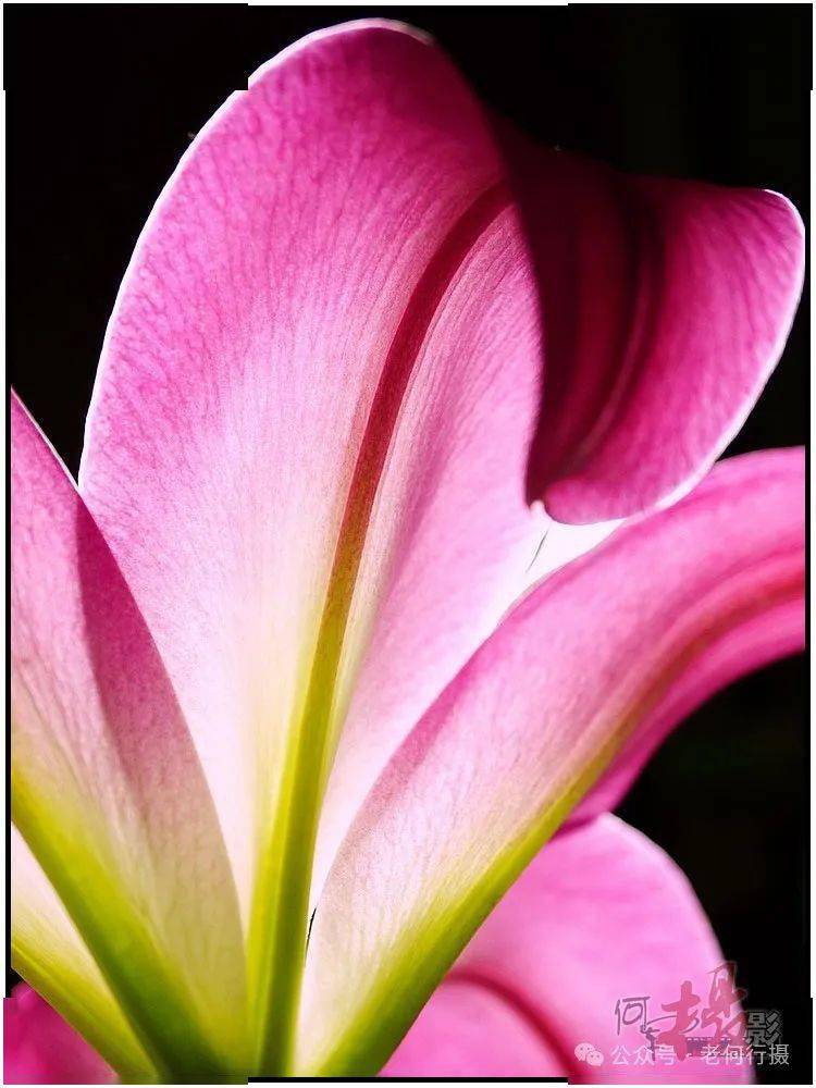 【图集】可爱的一枝百合花(低调)_祝福_诱惑_背景