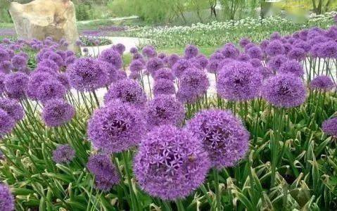 记住后保你啥花都认识!_牡丹花_玫瑰_海棠